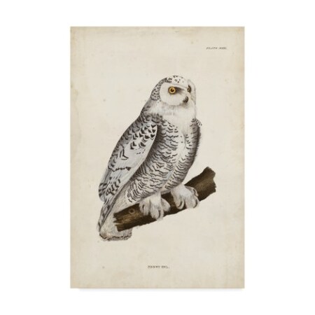 John Selby 'Snowy Owl White' Canvas Art,12x19